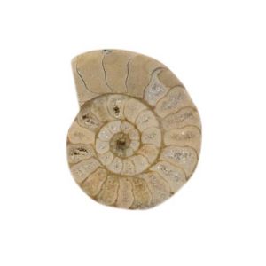 ケニス KENIS ケニス 化石標本 アンモナイト断面 11470976