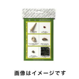 東京サイエンス 東京サイエンス 化石標本(化石標本6種) 3-654-01