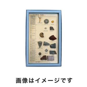 東京サイエンス 東京サイエンス 化石標本15種 FS003 3-654-04 先カンブリア時代、古生代、中生代、新生代