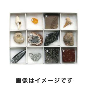東京サイエンス 東京サイエンス 化石標本(化石標本12種) 3-654-03