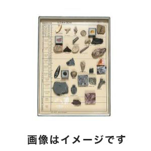 東京サイエンス 東京サイエンス 化石標本 化石標本30種 3-654-05